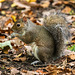 A squirrel at Eastham Woods78