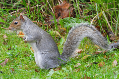 Squirrel on lawn 3