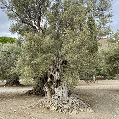 Gortyna 2021 – Olive tree