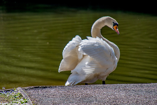 A swan at Birkenhead Park