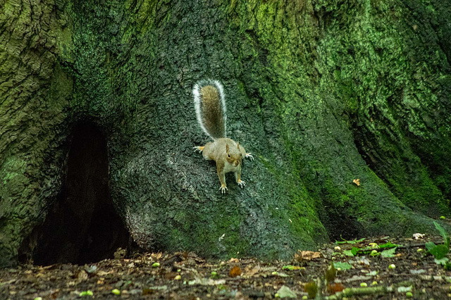 A squirrel watching from a tree trunk