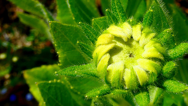 Quelques fleurs de mon jardin...