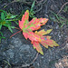 28/50 maple leaf, feuille d'érable