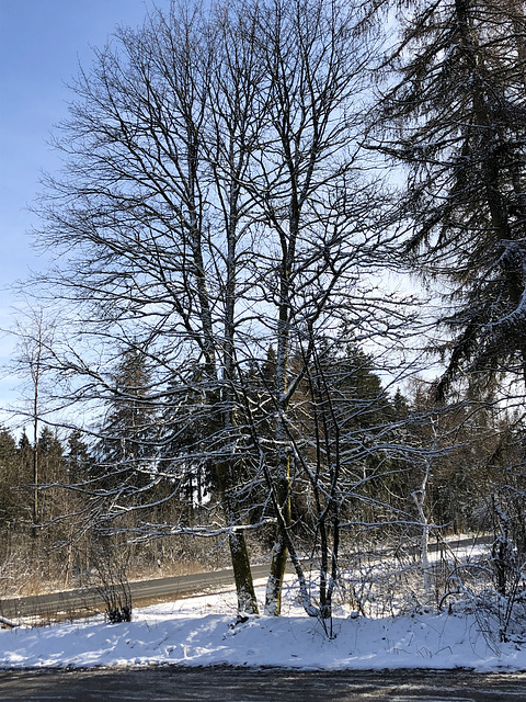 DE - Monschau - Winterliche Eifel