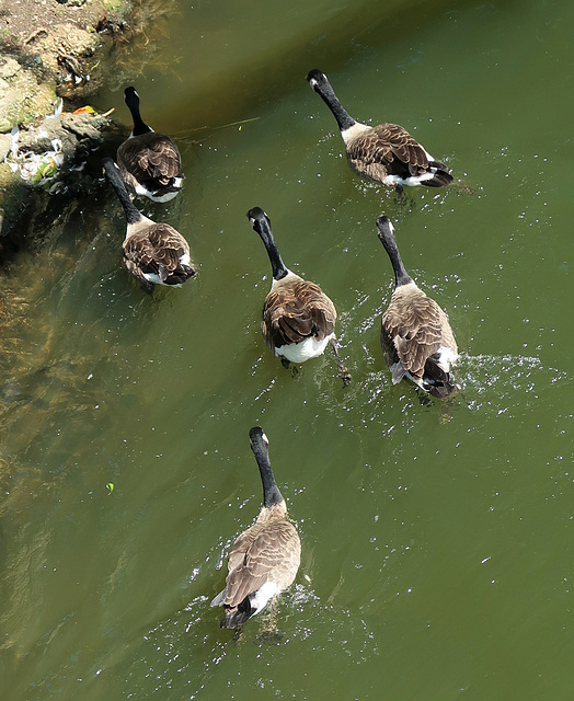 Geese on the river