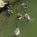 Geese on the river