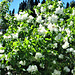 The white lilac entwines with the apple blossom - my view from the middle of the window