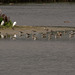 2 Egrets and 30plus Lapwing Inner Marsh Farm Hide