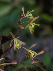 Epidendrum magnoliae (Green-fly orhchid)