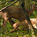 mother feeds her fawn st bruno DSC 3261