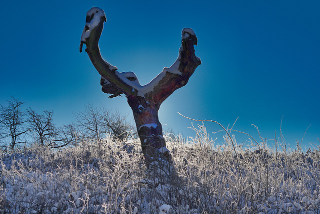 Baumruine im Schnee - Dead tree in the snow
