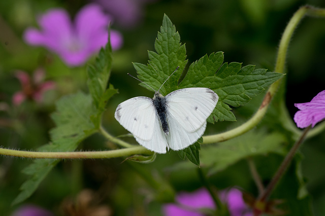 large White Butterfly