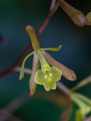 Epidendrum magnoliae (Green-fly orhchid)