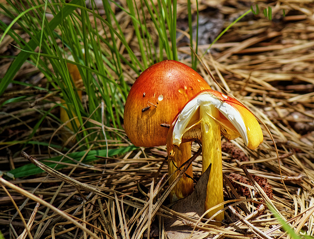 The story of a mushroom.