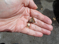 B&M - moth in the hand