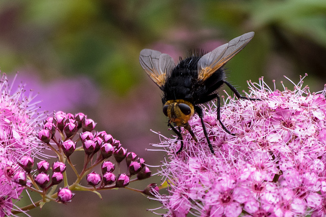 Tachinid Grosse fly