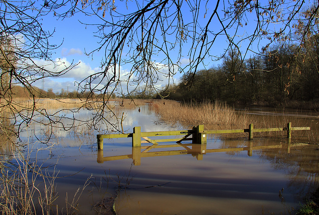 Flooded Fence At Attingham Park