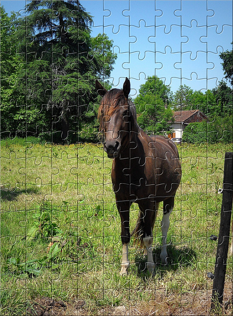 horse puzzle