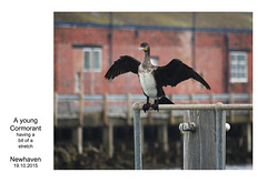 Young Cormorant - Newhaven - 19.10.2015
