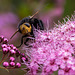 Tachinid Grosse fly