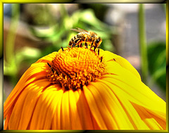Biene  im Herbst...  ©UdoSm