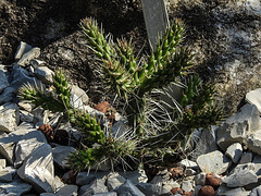 20170706 2417CPw [D~BI] Kaktus (Cylrindropuntia whipplei), Botanischer Garten, Bielefeld