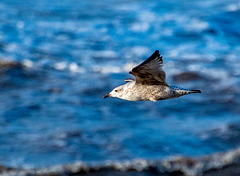 Gull  in flight
