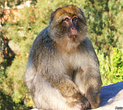 Le singe Magot de Gouraya.