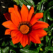 Kusadasi- Orange Bloom