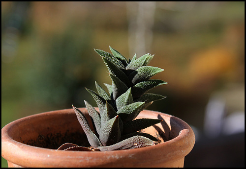 Haworthia tortuosa v. curta (8) Haworthia tortuosa v. curta (8)