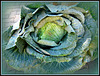 317/365 - Cabbage for all...