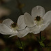 white anemone