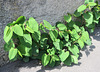 La renouée du Japon = Reynoutria japonica = Fallopia japonica Polygonacées (Rhône, France)
