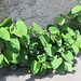 La renouée du Japon = Reynoutria japonica = Fallopia japonica Polygonacées (Rhône, France)
