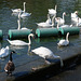 Swans and geese