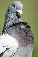 IMG 3904 Pigeon dpp