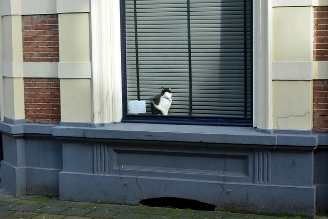 Zwolle 2017 – Cat