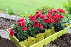 Red Petunias .... some already in the black iron plant stand , one shot over....