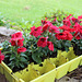 Red Petunias .... some already in the black iron plant stand , one shot over....