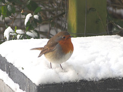 Red Robin in our garden