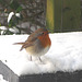 Red Robin in our garden