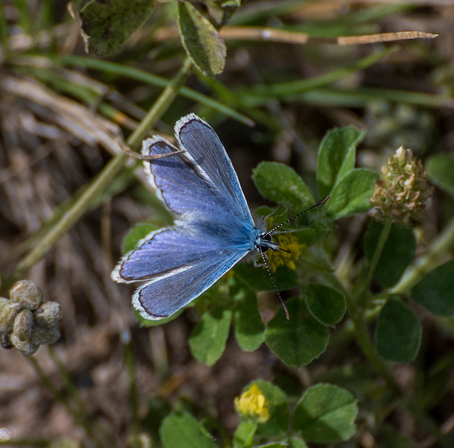 Common blue butterfly3