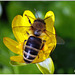 Abeille / Bee