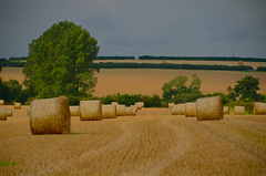 Harvest near Horton, Dorset