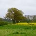 Fields near Gnosall