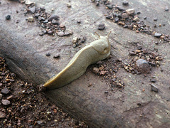 Slug (1)