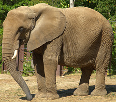 Elephant at Kansas City Zoo