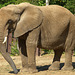 Elephant at Kansas City Zoo