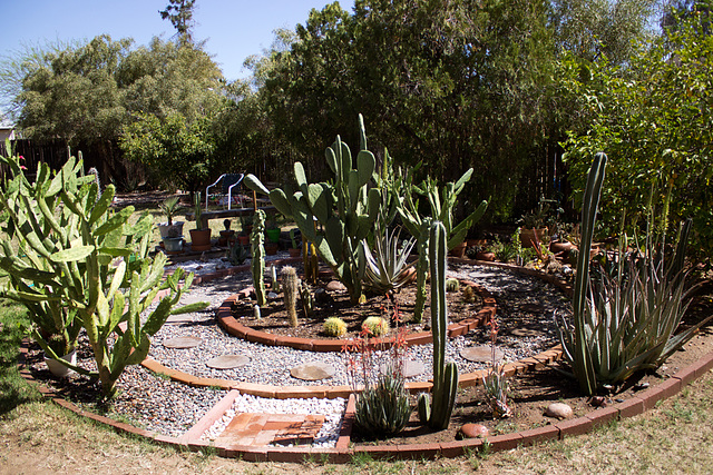 Cactus garden progress 3/29/16
