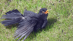 Blackbird sunning itself